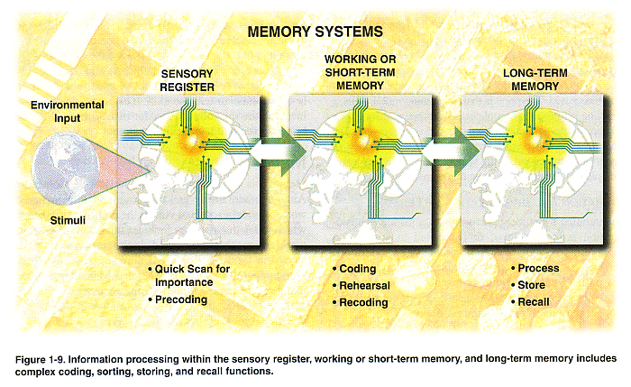 The working or short-term memory is not only time limited, 